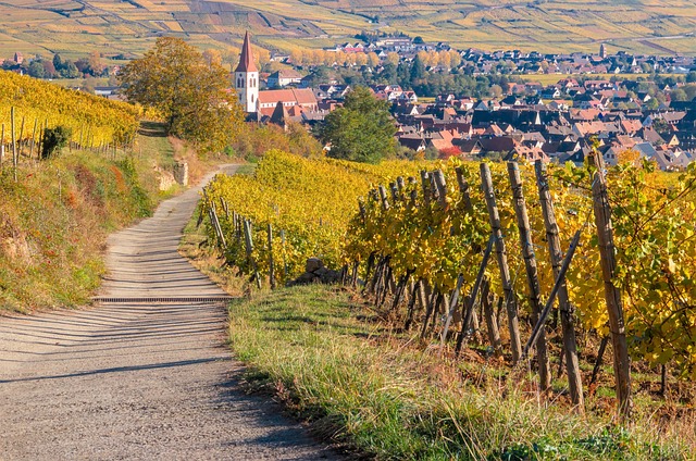 Cosy Morning Alsace centrale et Route des Vins